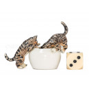 Miniature katte med skål