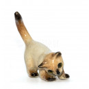 Miniature katte Siamesere enkeltvis